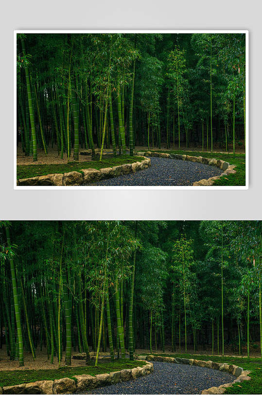 清晨雨后的竹林高清图片