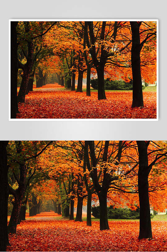 枫叶枫树林摄影高清图片素材秋天落叶