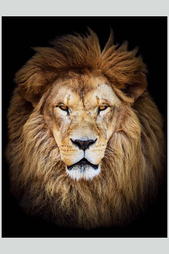 狮子图片草原狮子王公狮子雄狮正面