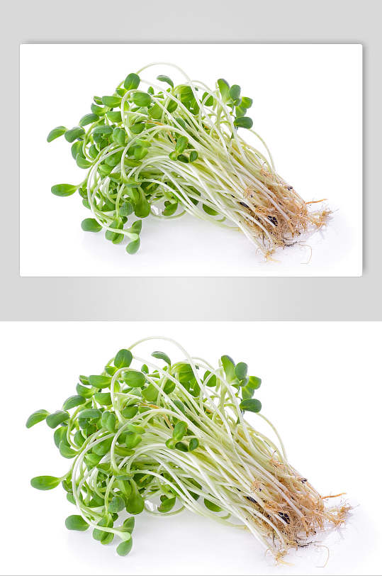 豆芽图片