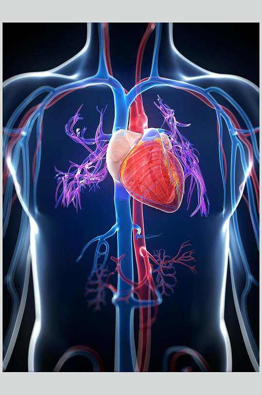 炫彩心脏肺部人体器官图片