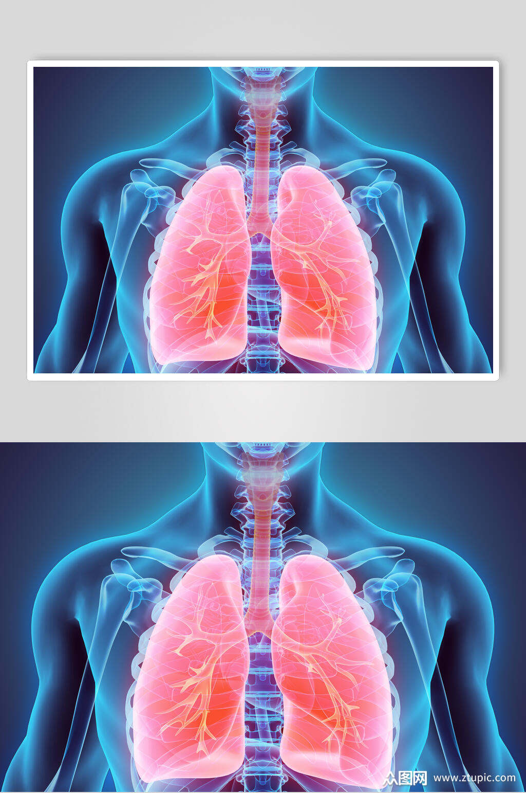 人体器官肺摄影图片