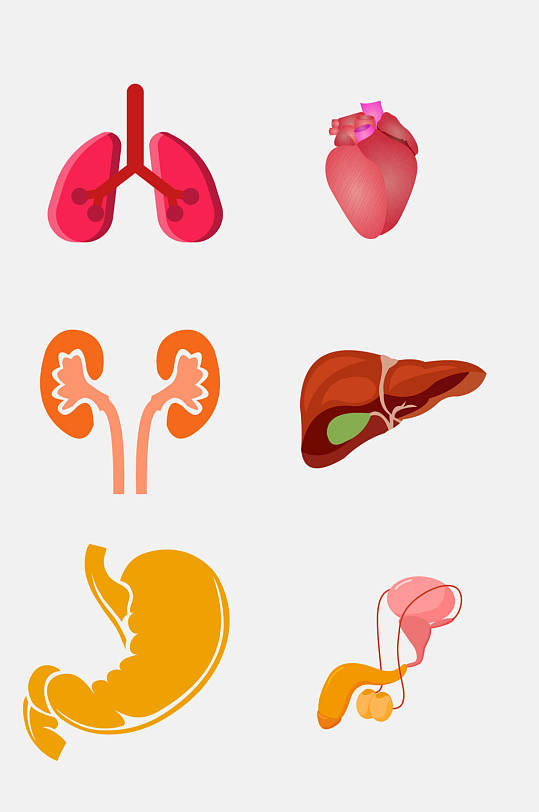 中医五脏与六腑的关系_人体器官分五脏六腑器官分布图_五脏和六腑的关系