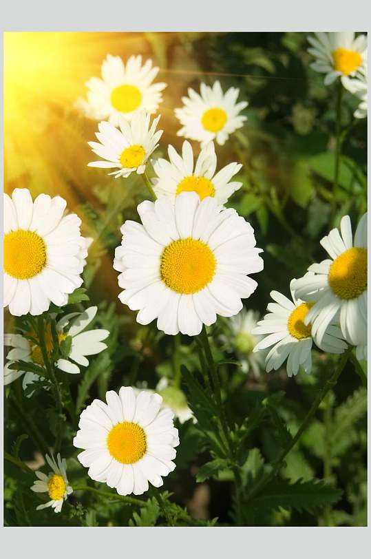 唯美雏菊野菊花图片
