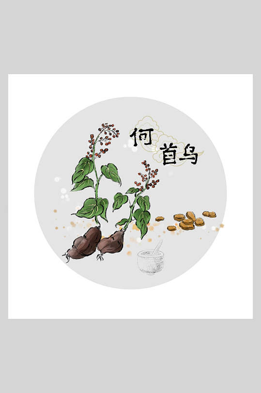 何首乌本草纲目中草药插画素材