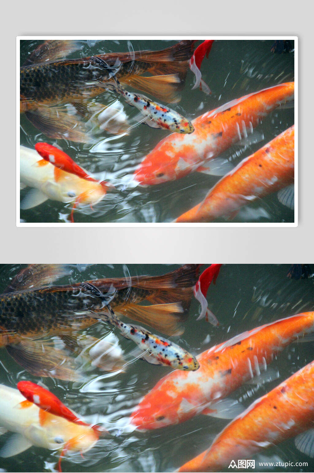 观赏鱼图片锦鲤红鲤鱼特写摄影图素材