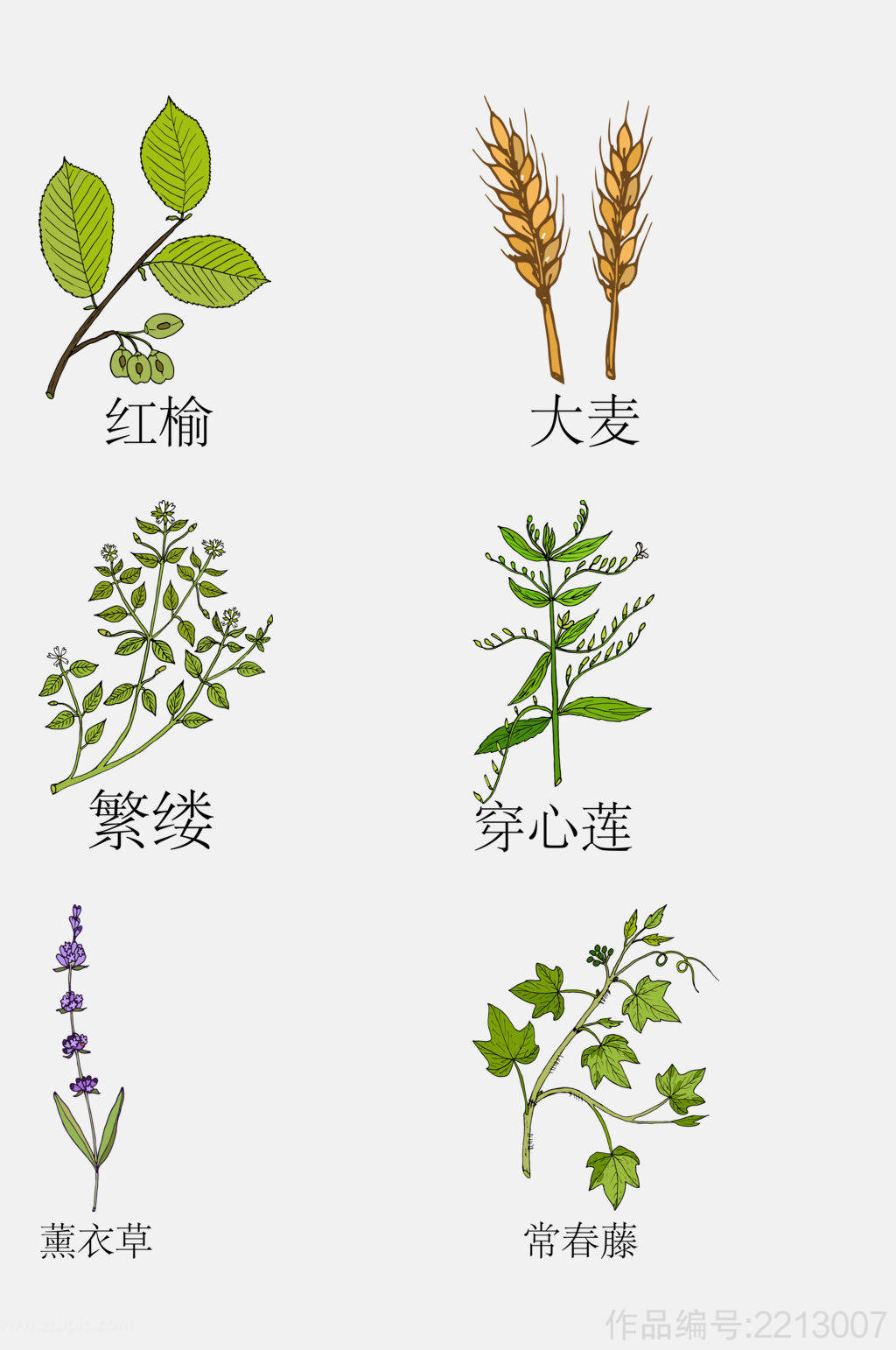 手绘线描中草药草本植物免抠素材