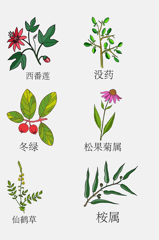 清新手绘线描中草药草本植物免抠素材