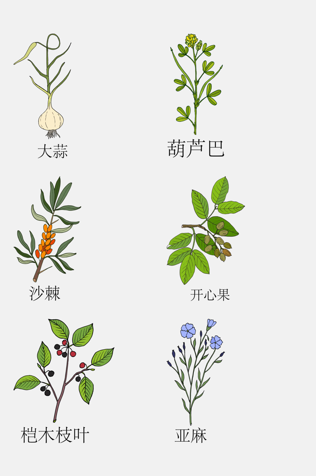 手绘线描中草药草本植物免抠素材