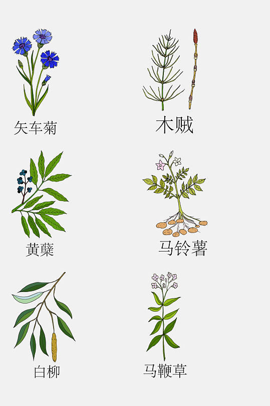 大气手绘线描中草药草本植物免抠素材