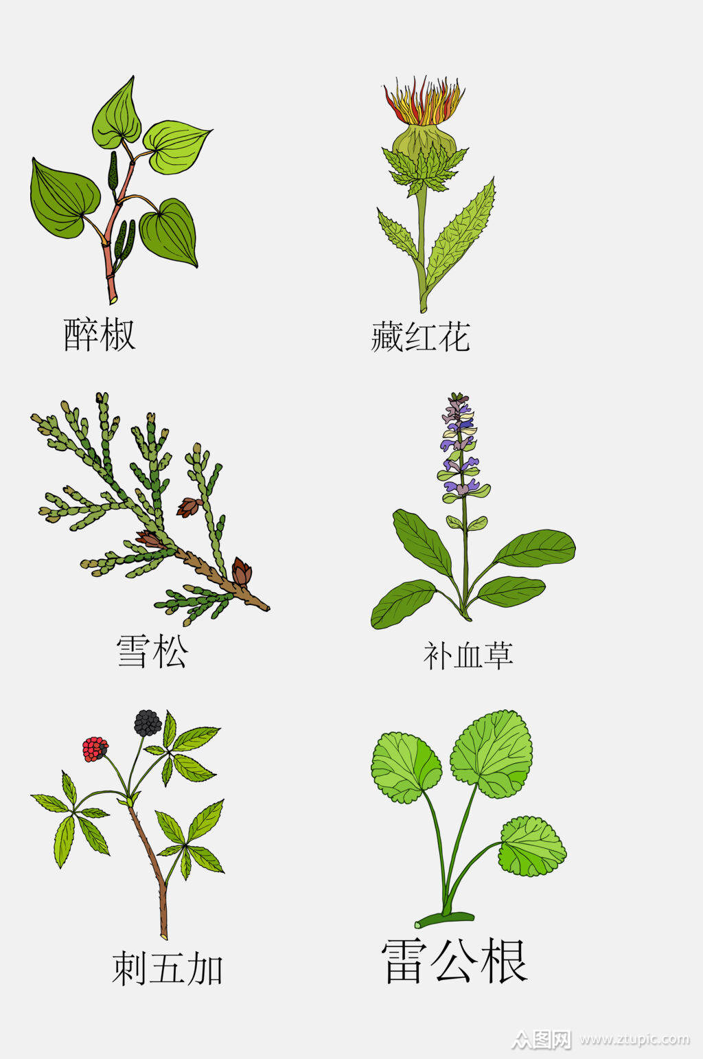 手绘线描中草药草本植物免抠素材