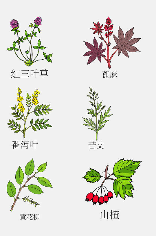 手绘线描中草药草本植物免抠元素