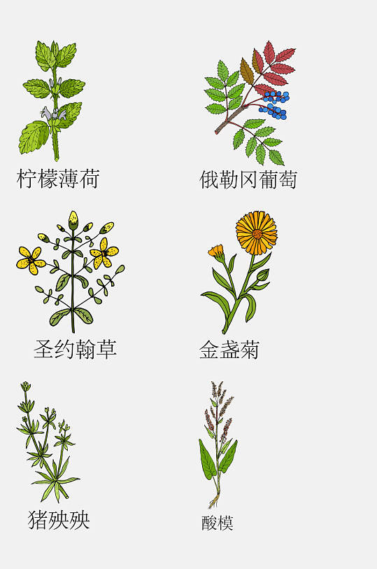 手绘线描中草药草本植物免抠素材