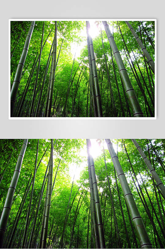 绿色竹林风景高清图片