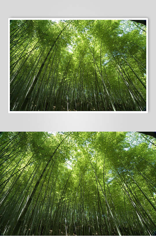 竹林绿色竹林风景图片