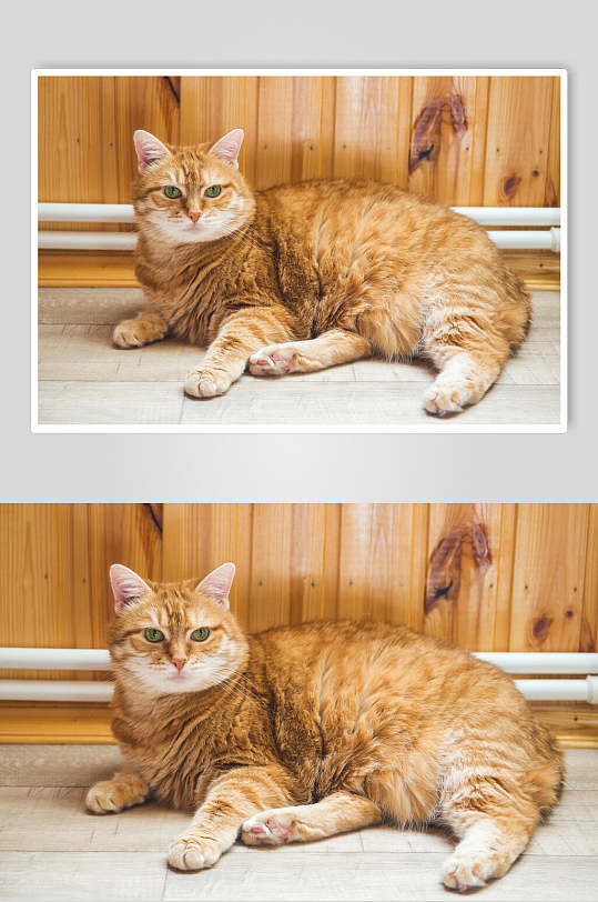 橘猫猫咪高清摄影图片