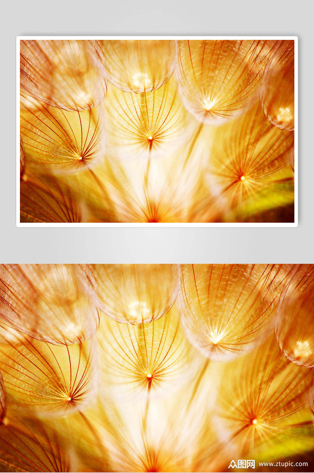 金色蒲公英植物图片叁素材