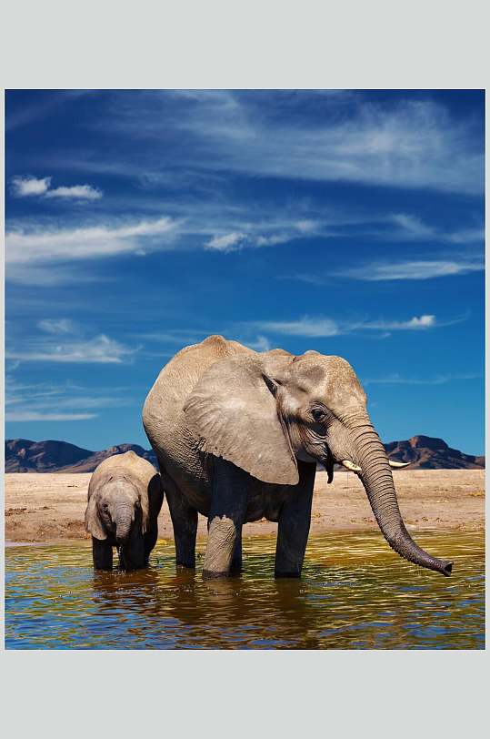 带崽喝水的象妈野外大象图片