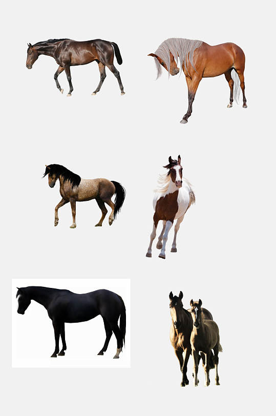 黑马骏马免抠素材