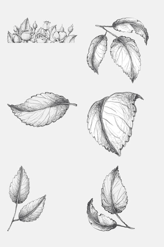 叶子手绘铅笔素描玫瑰花卉免抠素材