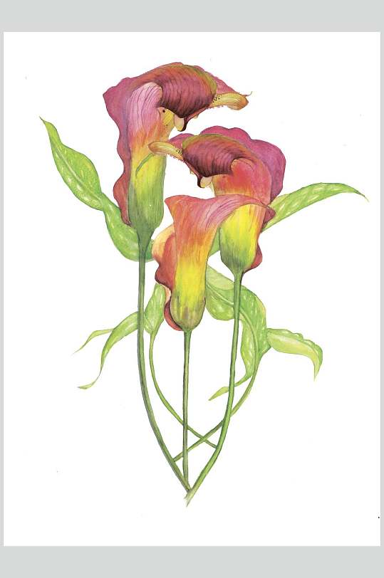 马蹄莲手绘水彩动物植插画素材