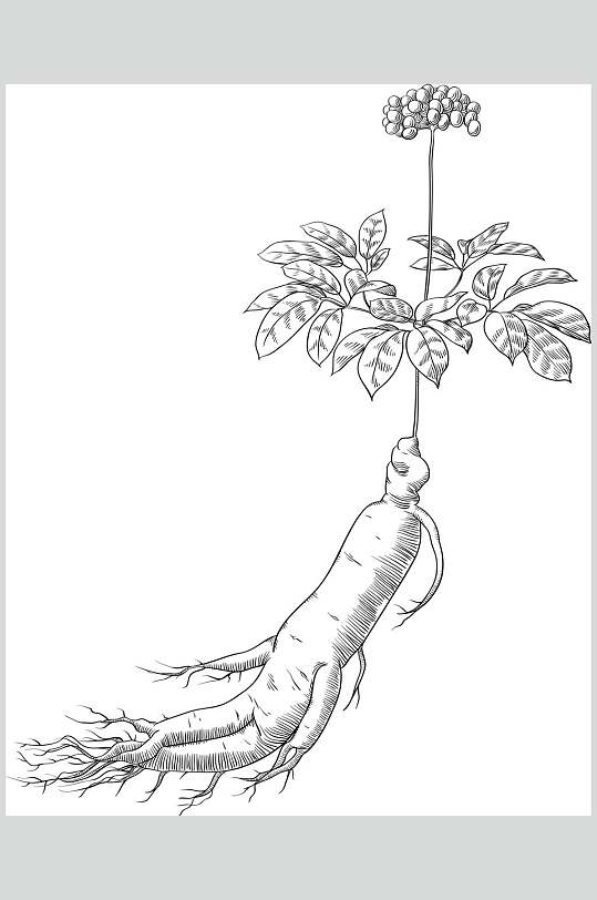 人参植物手绘线稿矢量素材