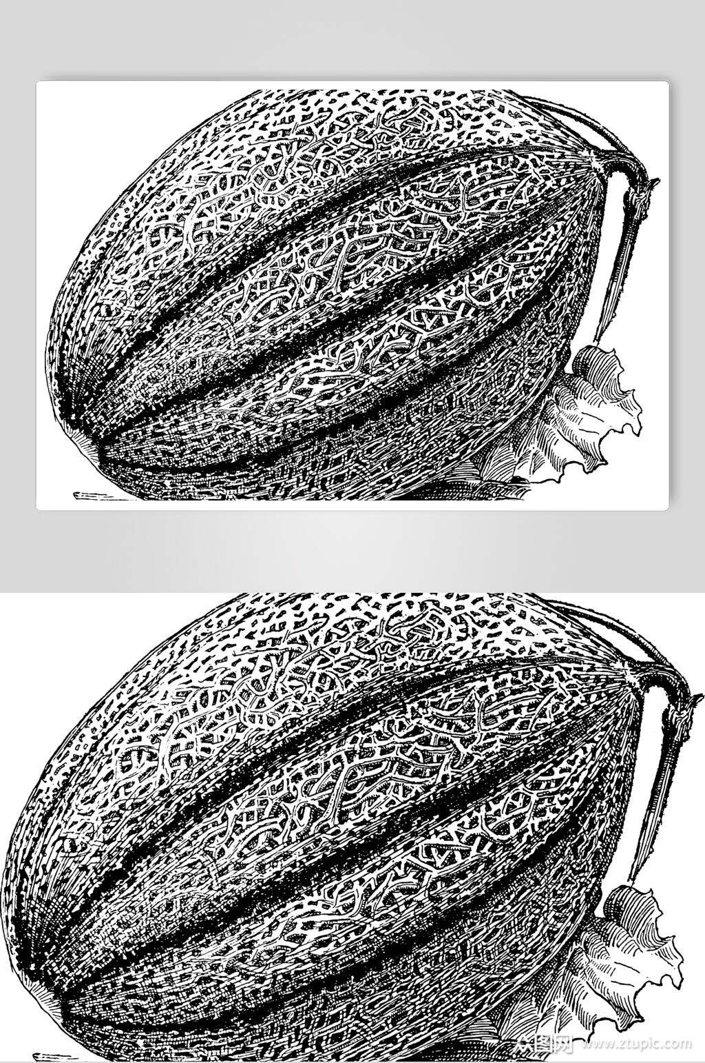 素描手绘蜜瓜水果矢量素材素材