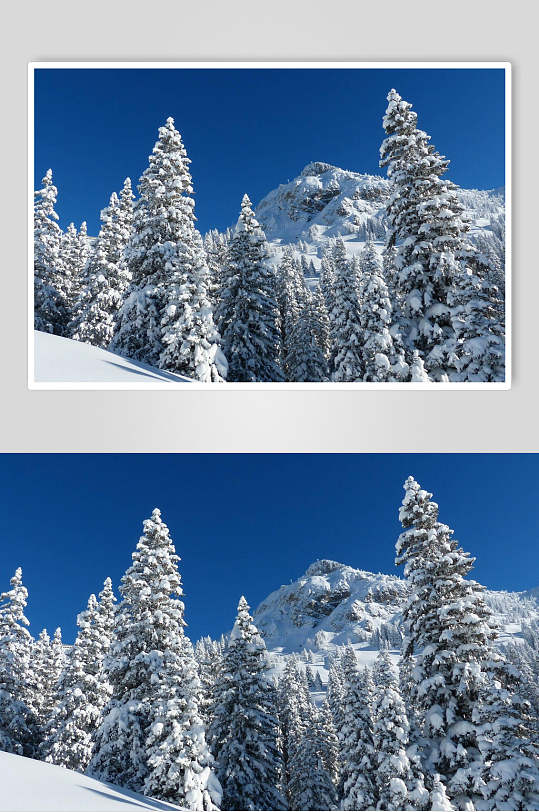 树林雪景图片-树林雪景素材下载-众图网
