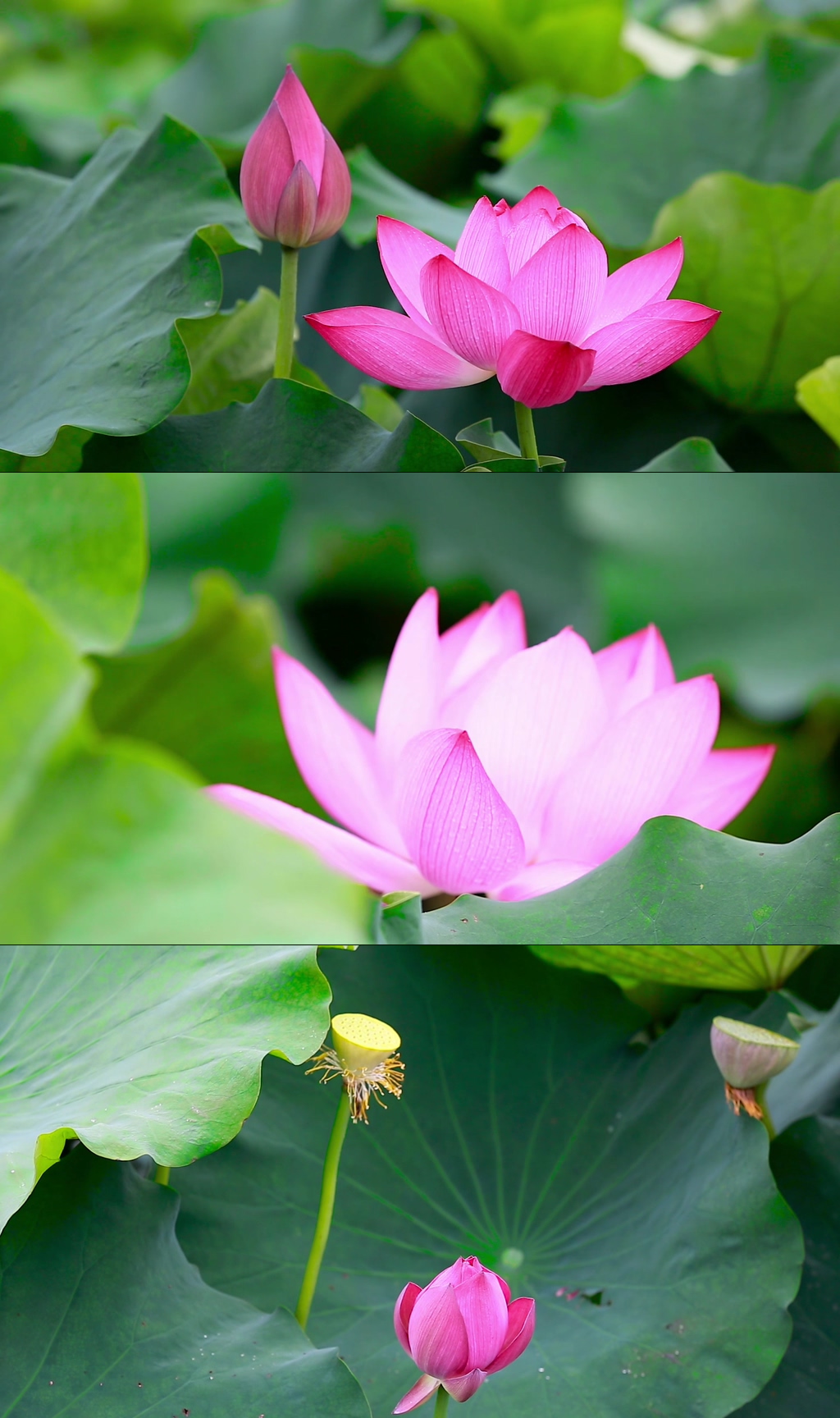 池塘蜻蜓荷花夏天荷叶