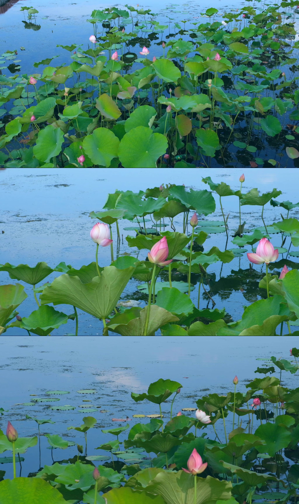 池塘蜻蜓荷花夏天荷叶