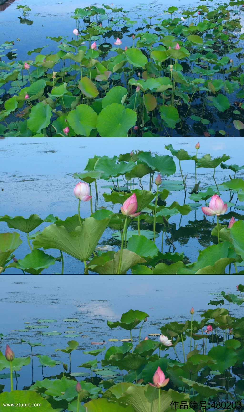 池塘蜻蜓荷花夏天荷叶