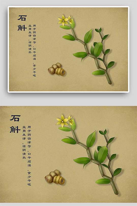 铁皮石斛中草药手绘 中药材展板