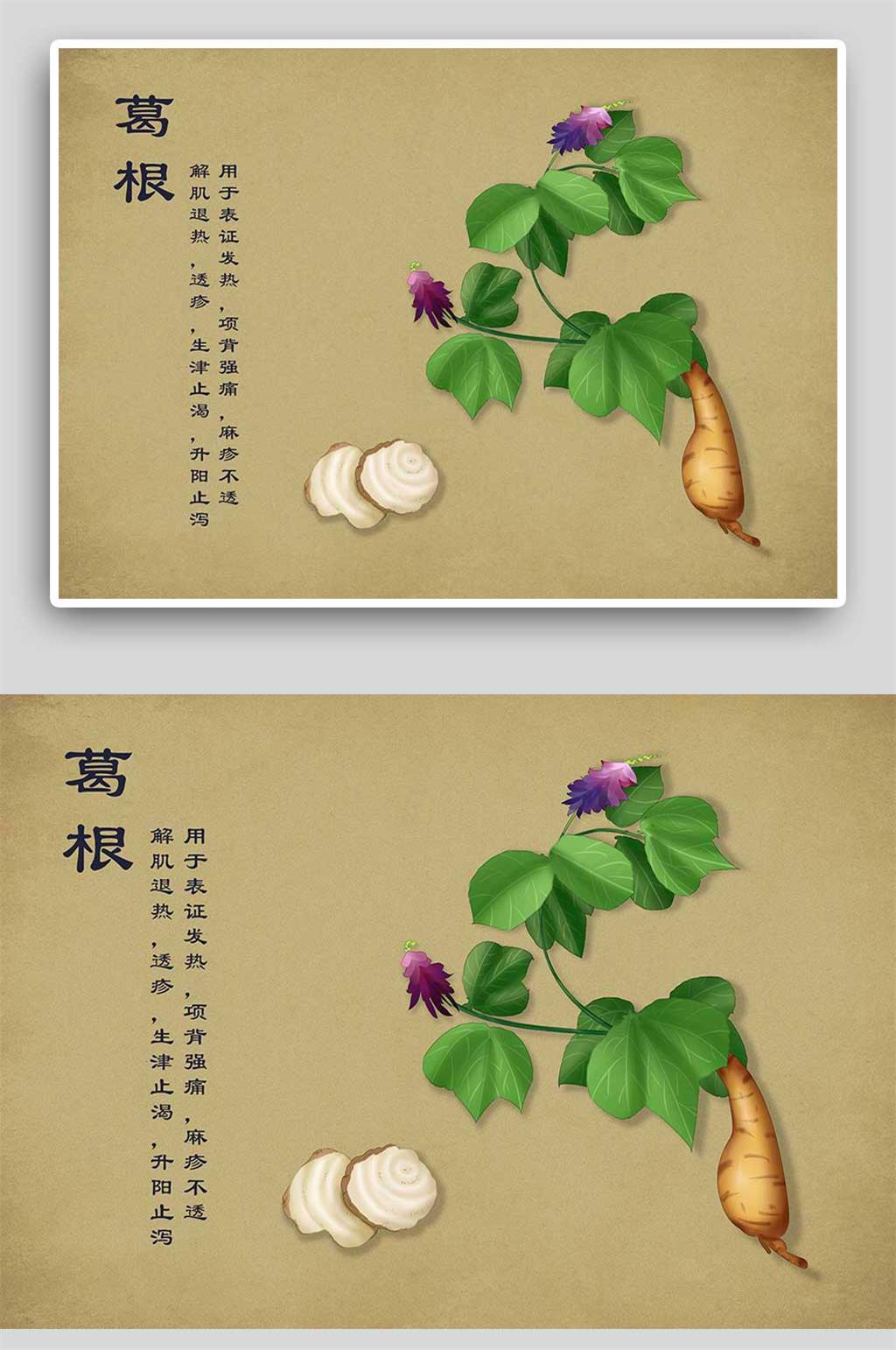 复古葛根中草药手绘