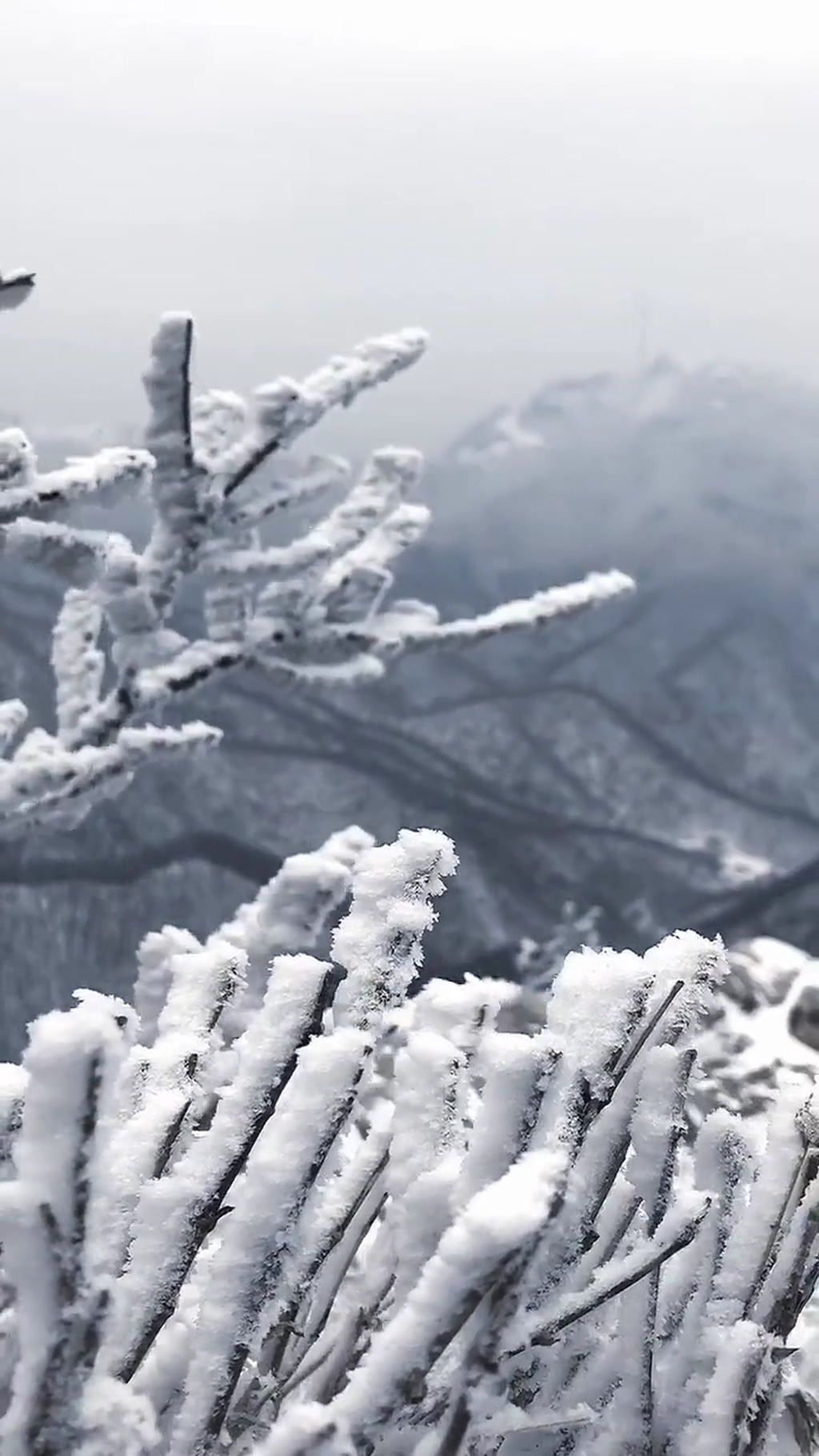 冬季雪景唯美大自然风光风景自媒体实拍