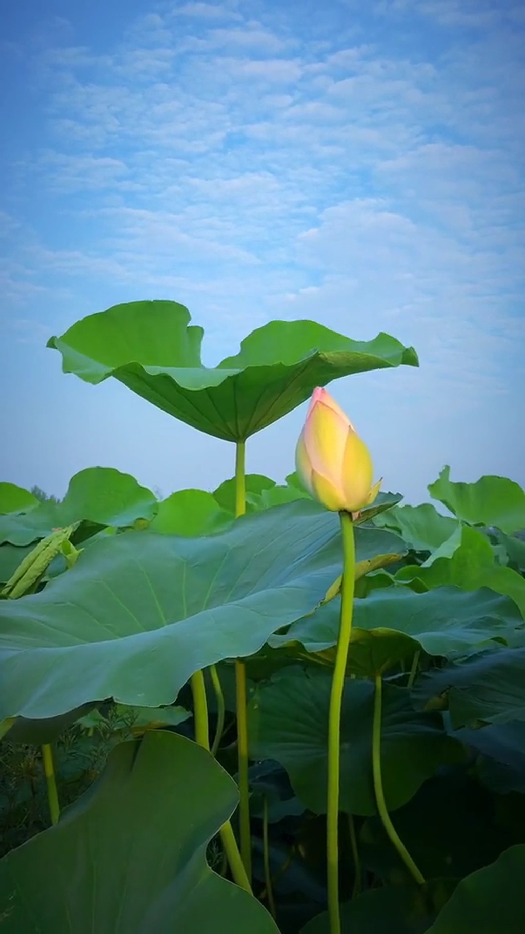 荷花莲花唯美大自然风光风景自媒体实拍