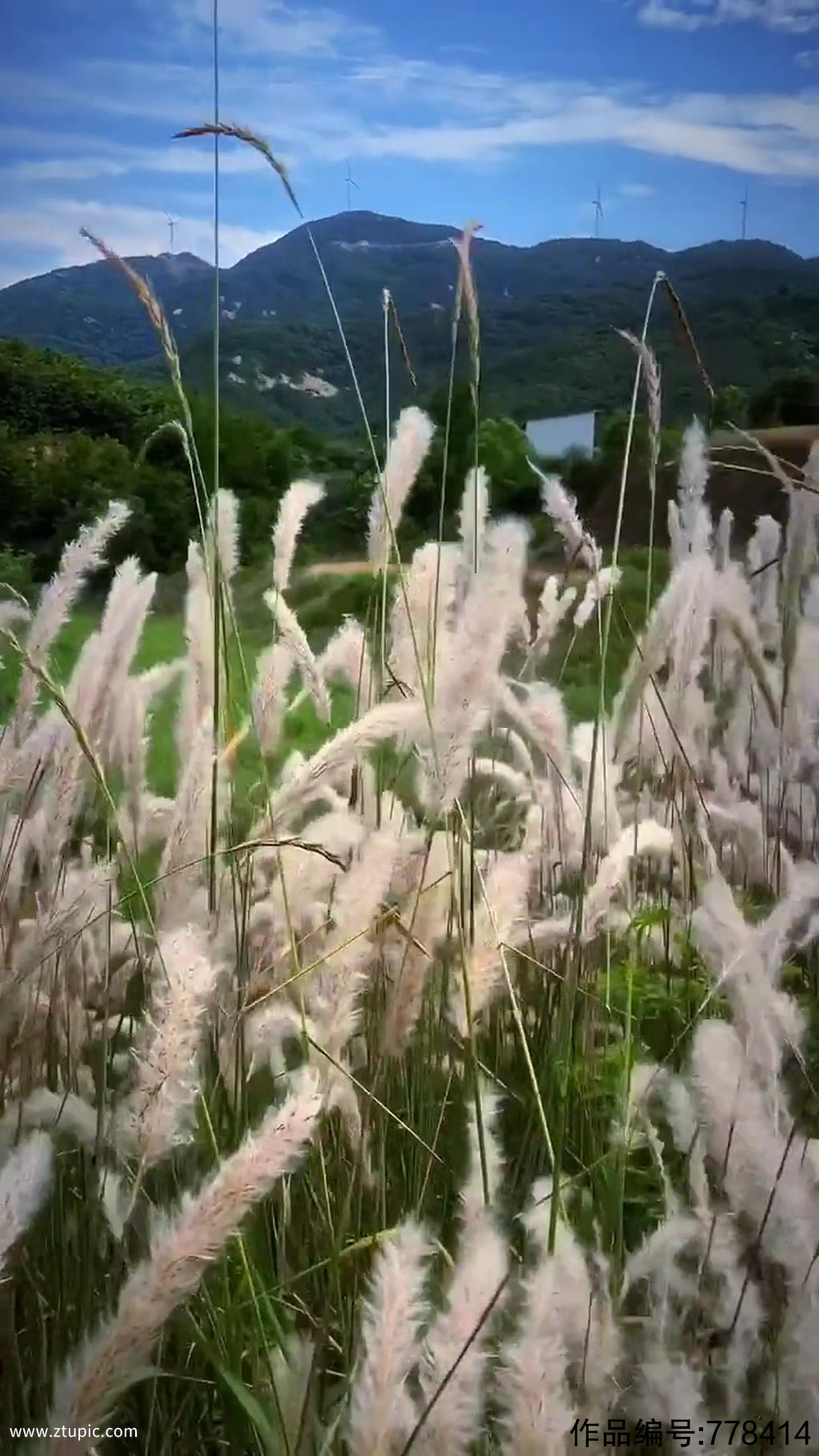 芦苇唯美大自然风光风景自媒体实拍