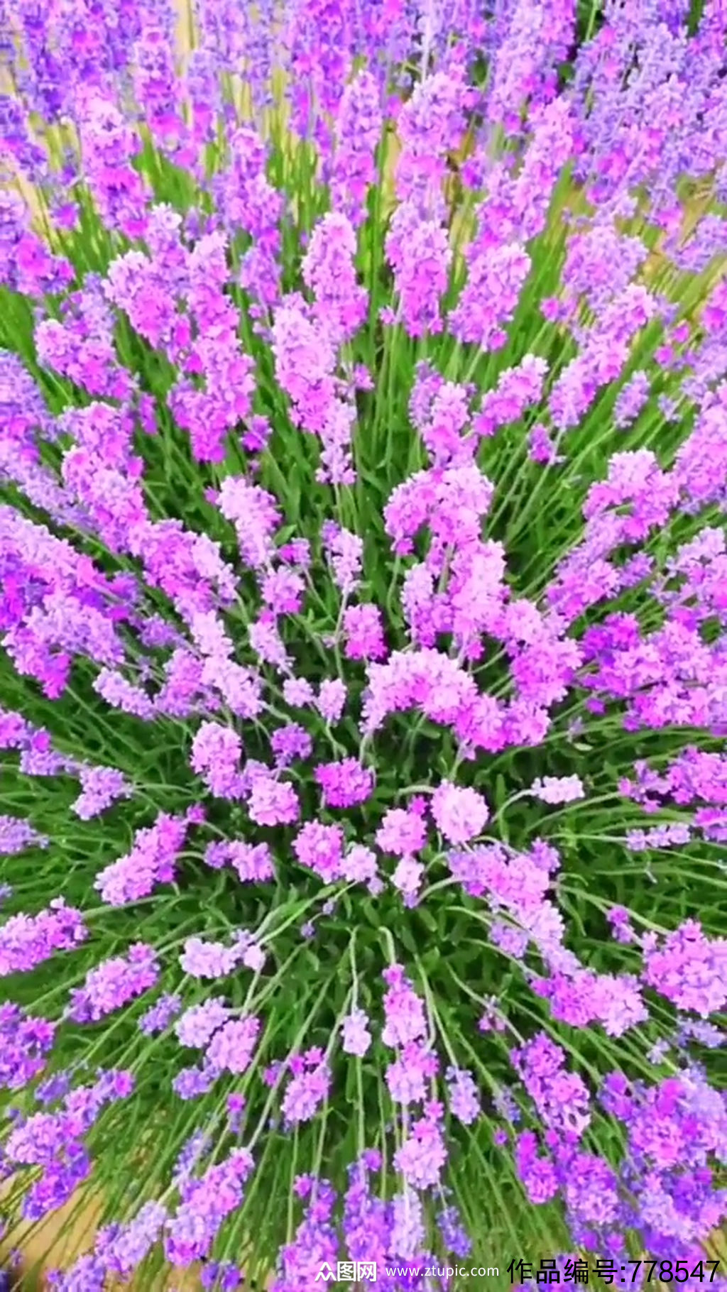 紫色花朵唯美大自然风光风景自媒体实拍