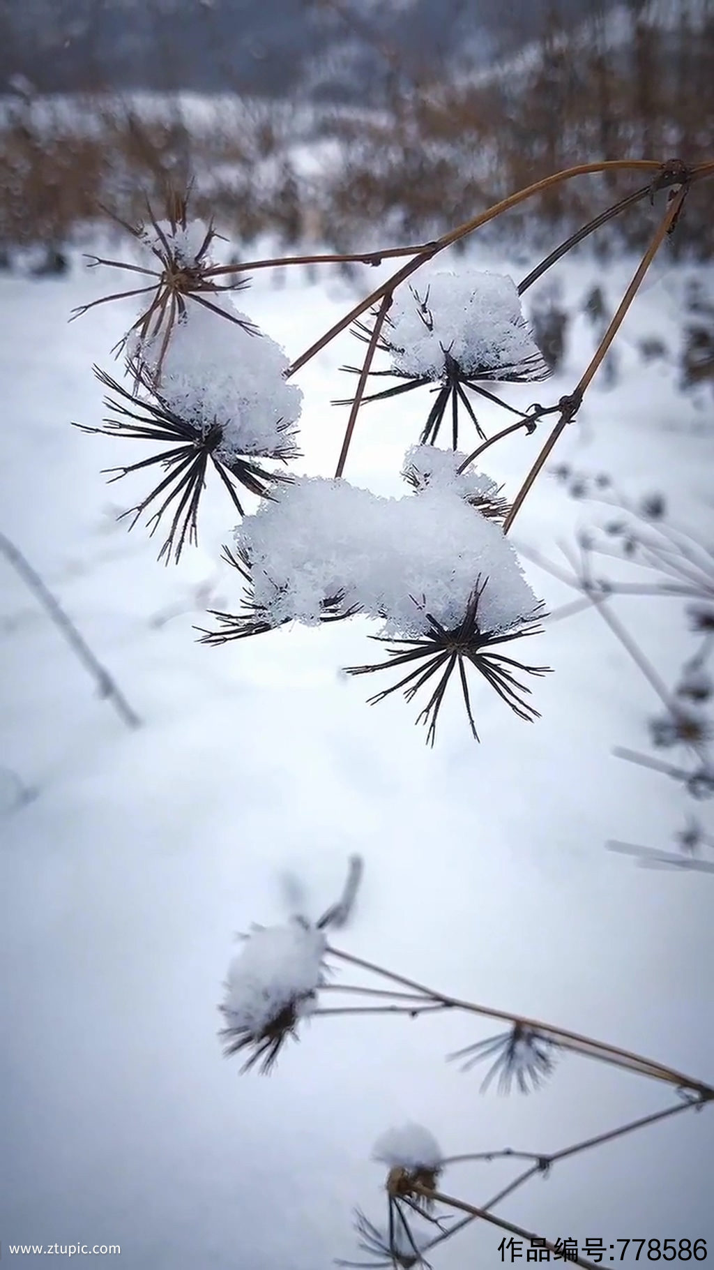 冬季雪花唯美大自然风光风景自媒体实拍
