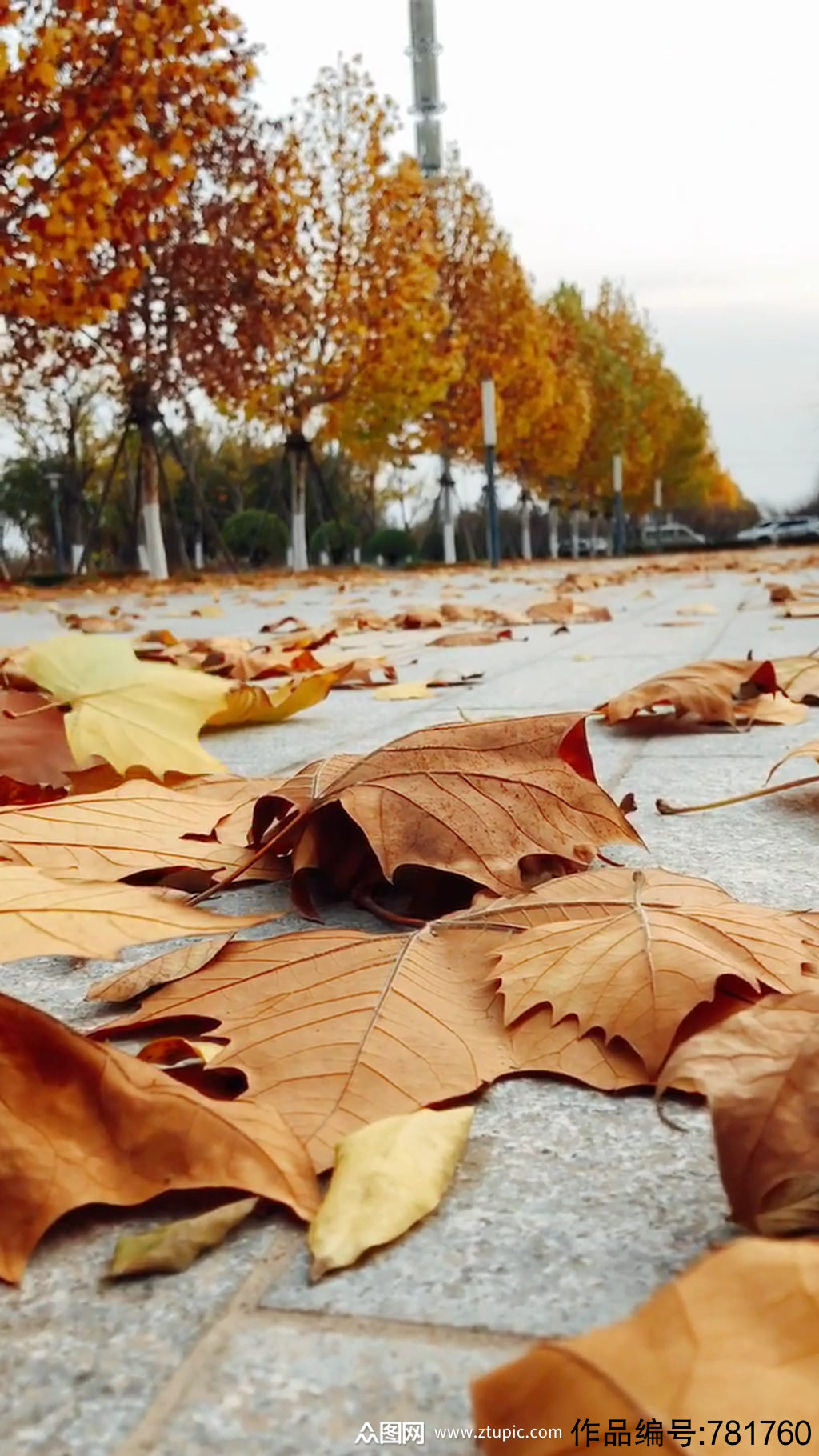 秋天秋叶自然风光风景自媒体实拍素材