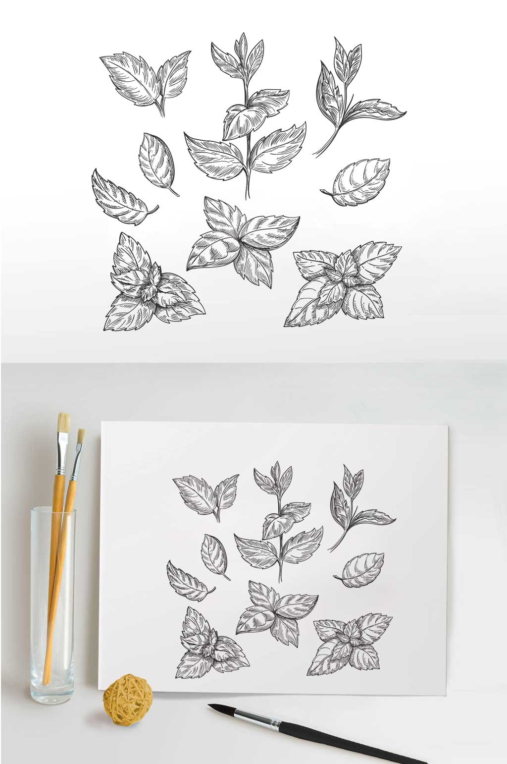 薄荷叶线条手绘矢量插画