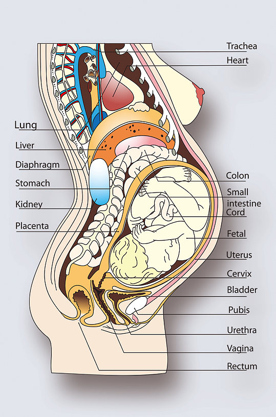 怀孕病症解析图医学器官解剖插图