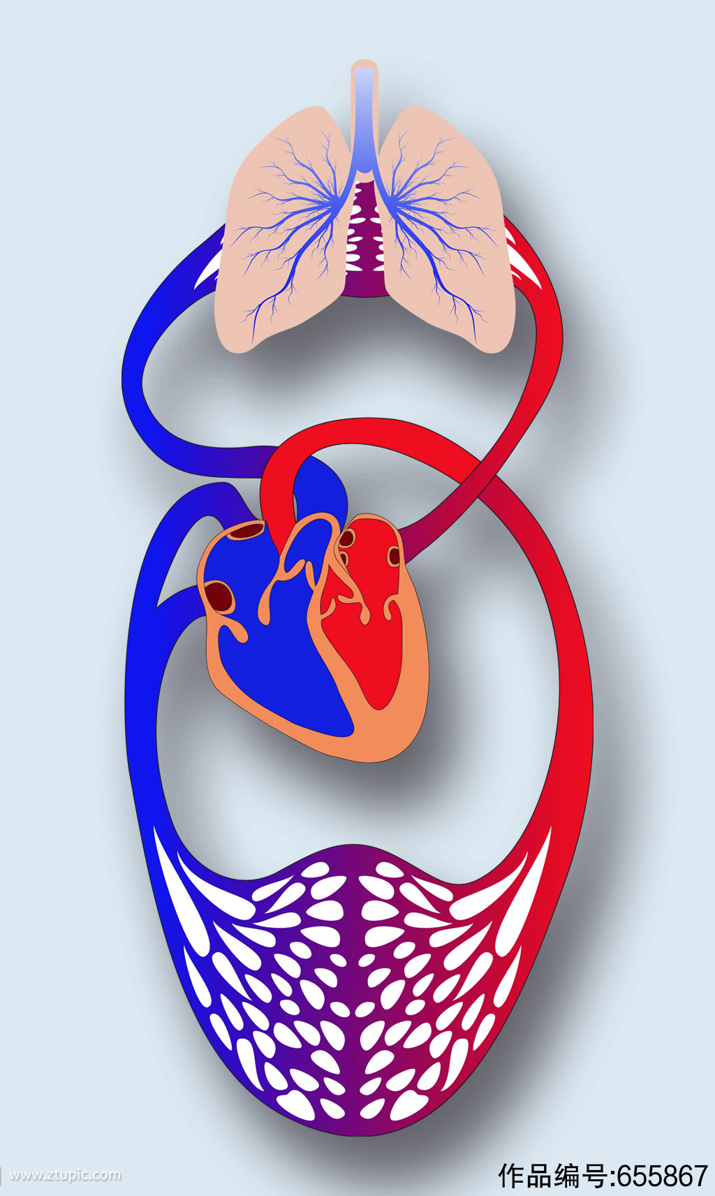 人体循环系统病症解析图医学器官解剖插图