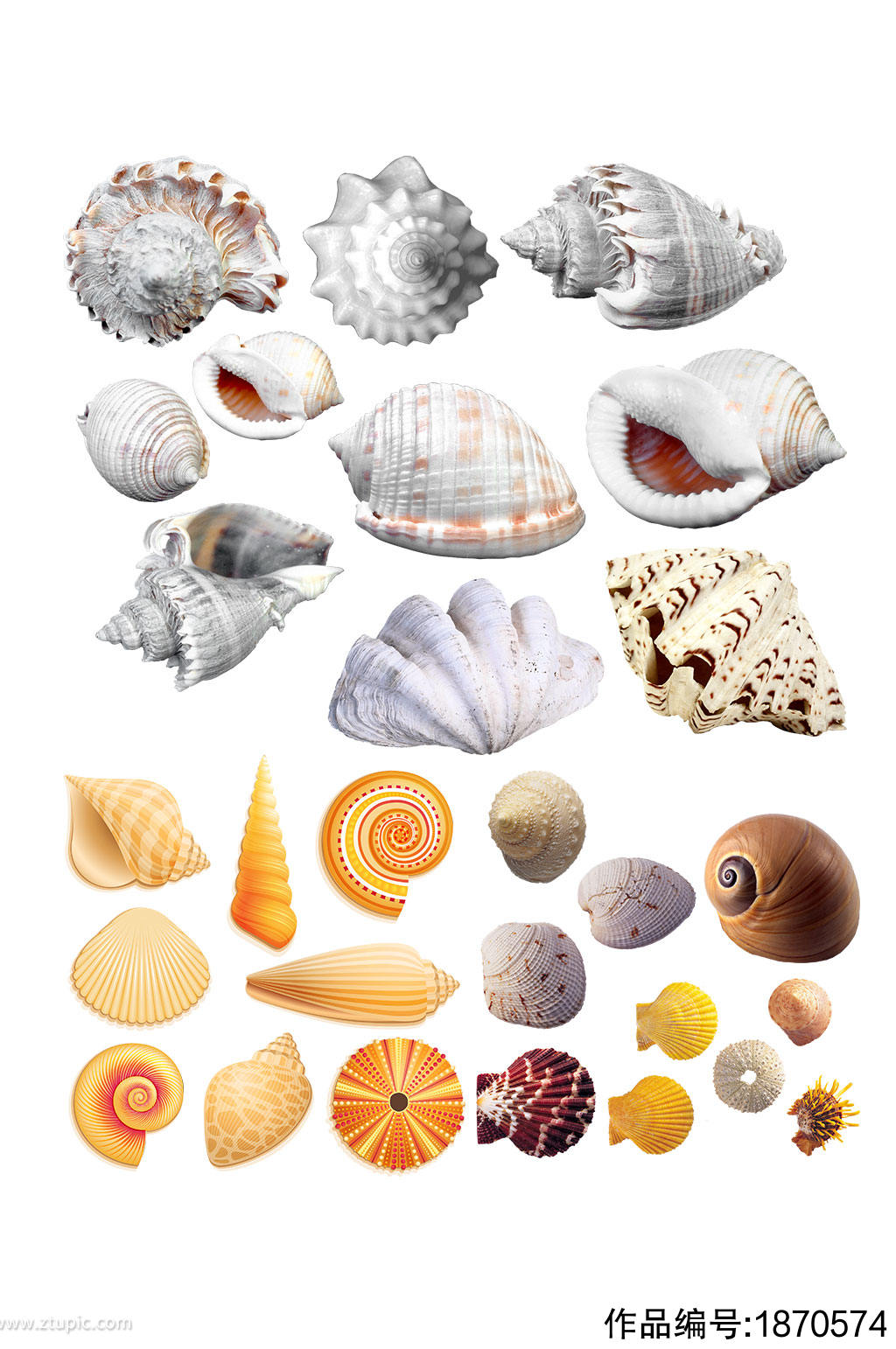 高清贝壳图片设计素材