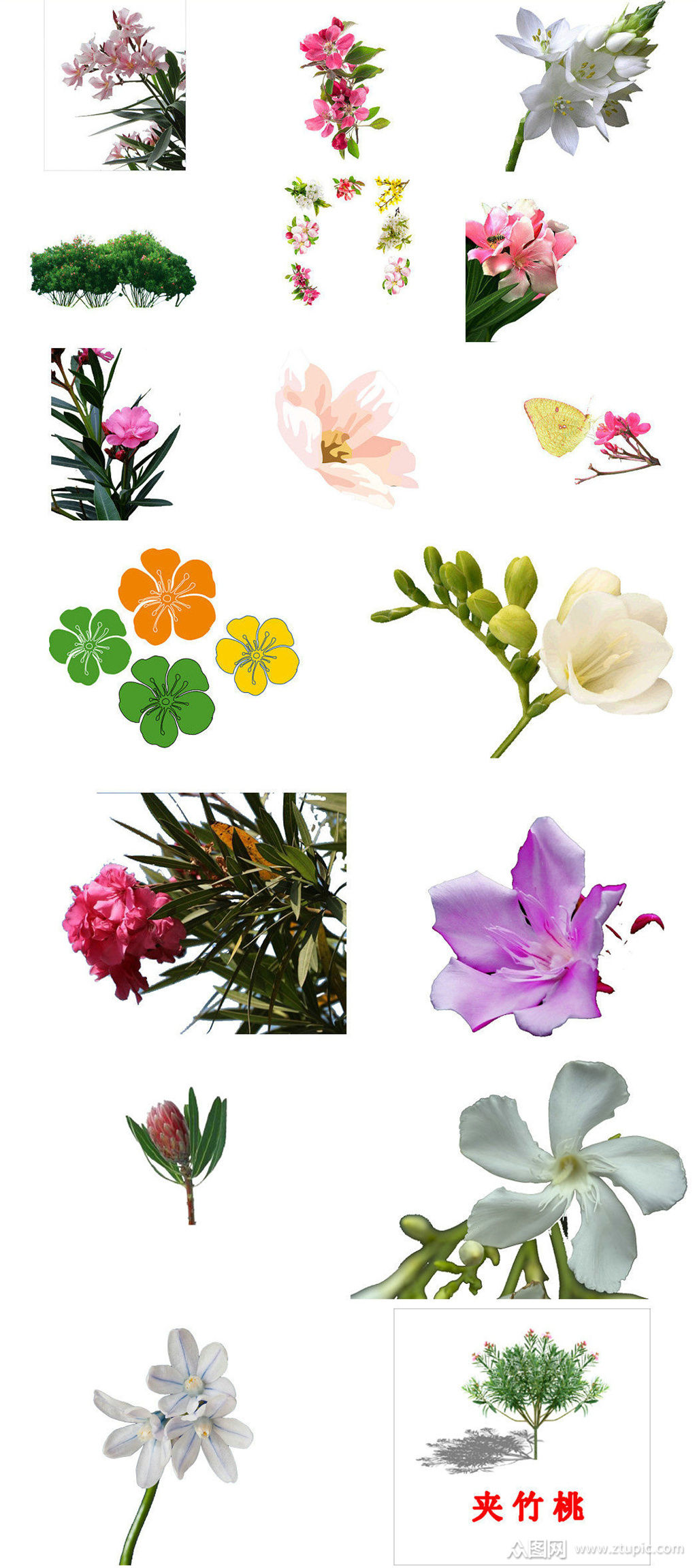 夹竹桃花朵免抠ps透明素材