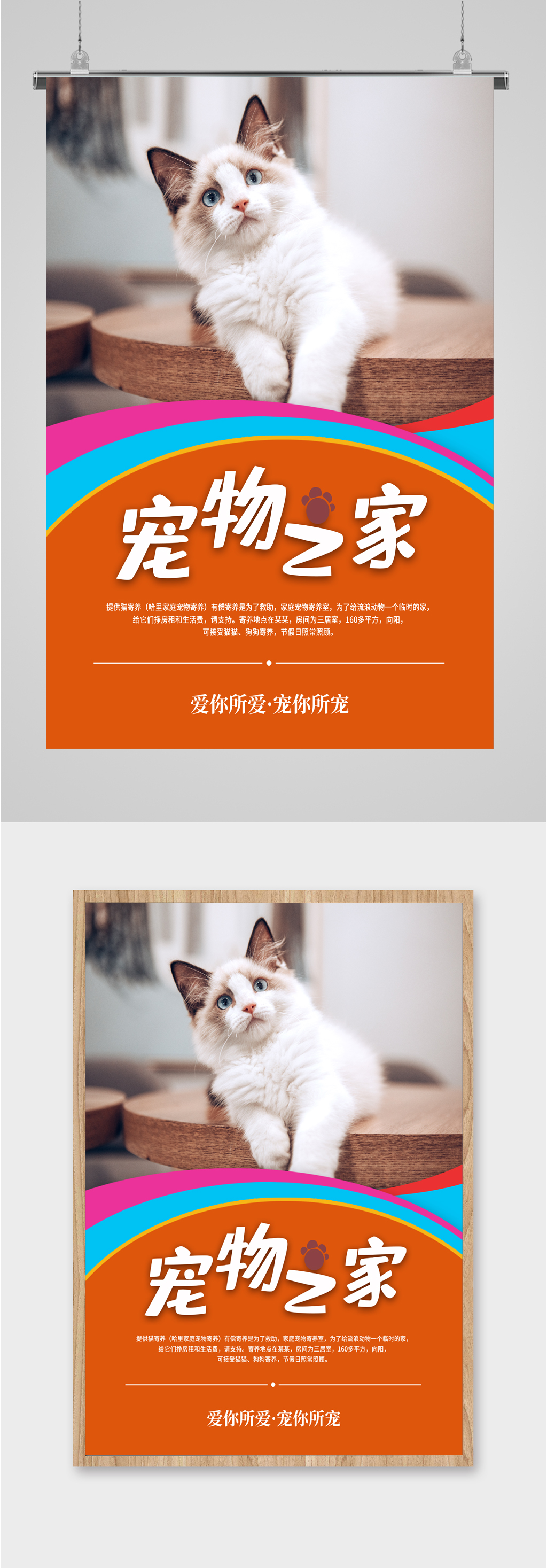 宠物之家猫咪海报