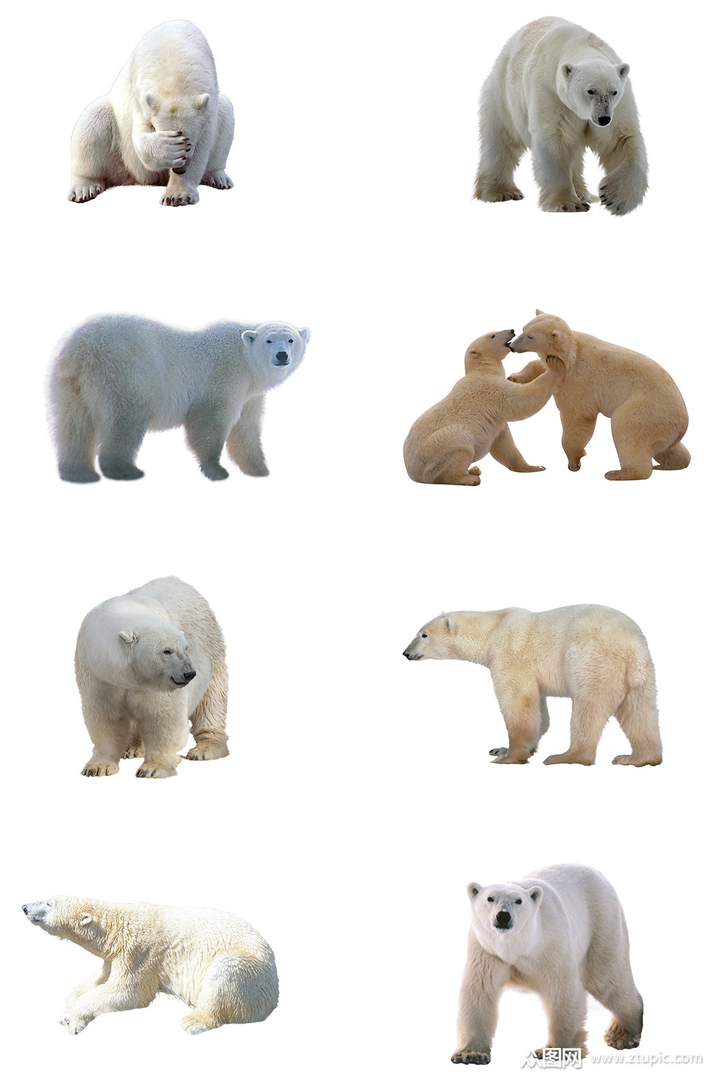 高清北极熊免抠图素材