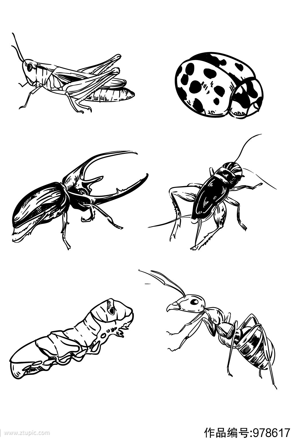 虫子写实手绘线描昆虫图片大全大图
