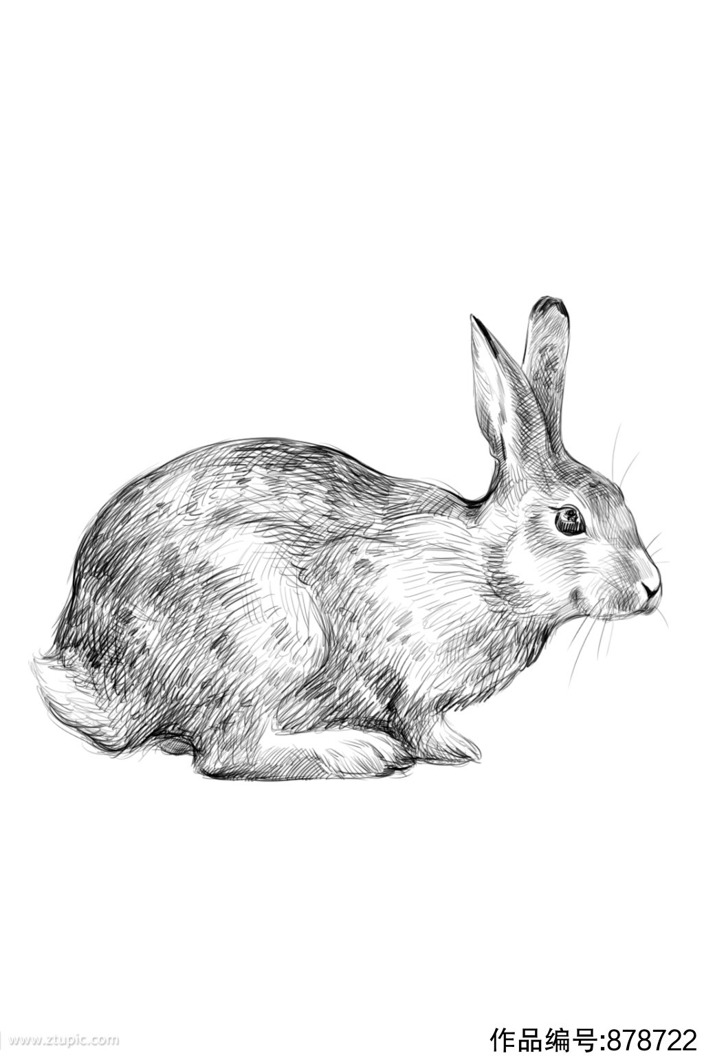 手绘黑白素描插画小兔子psd分层设计素材