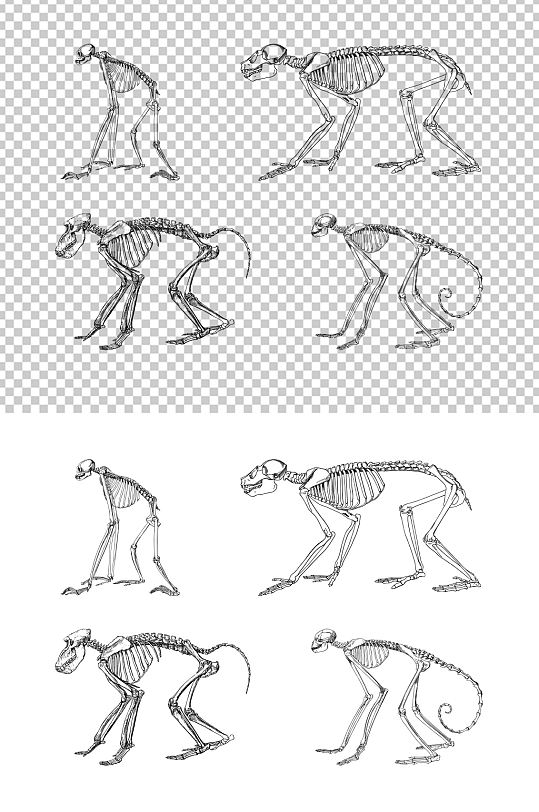 矢量手绘猩猩猴子猿猴骨骼素材