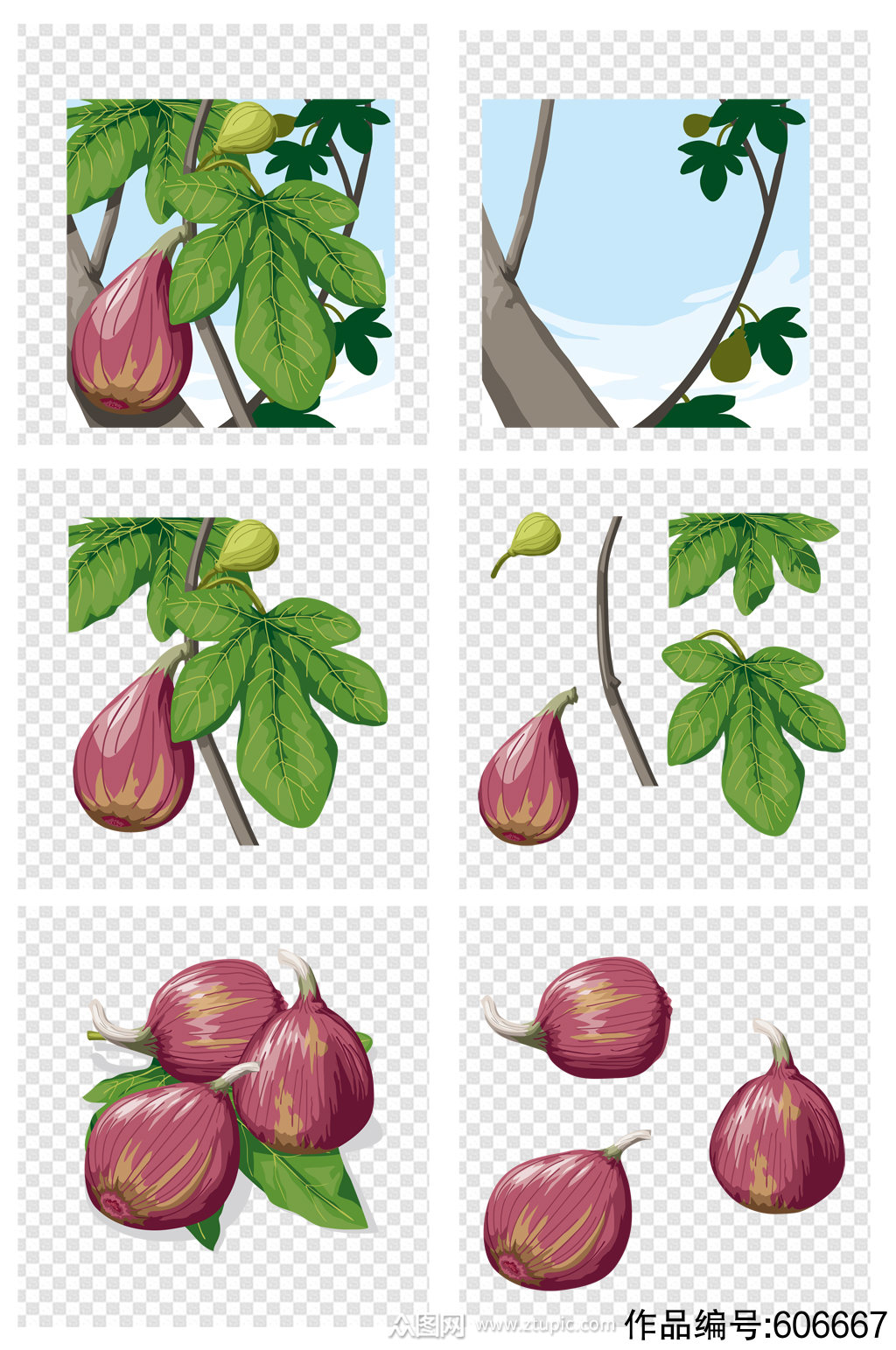 无花果树的树枝与果实和叶子素描插画图片素材_ID:419654772-Veer图库